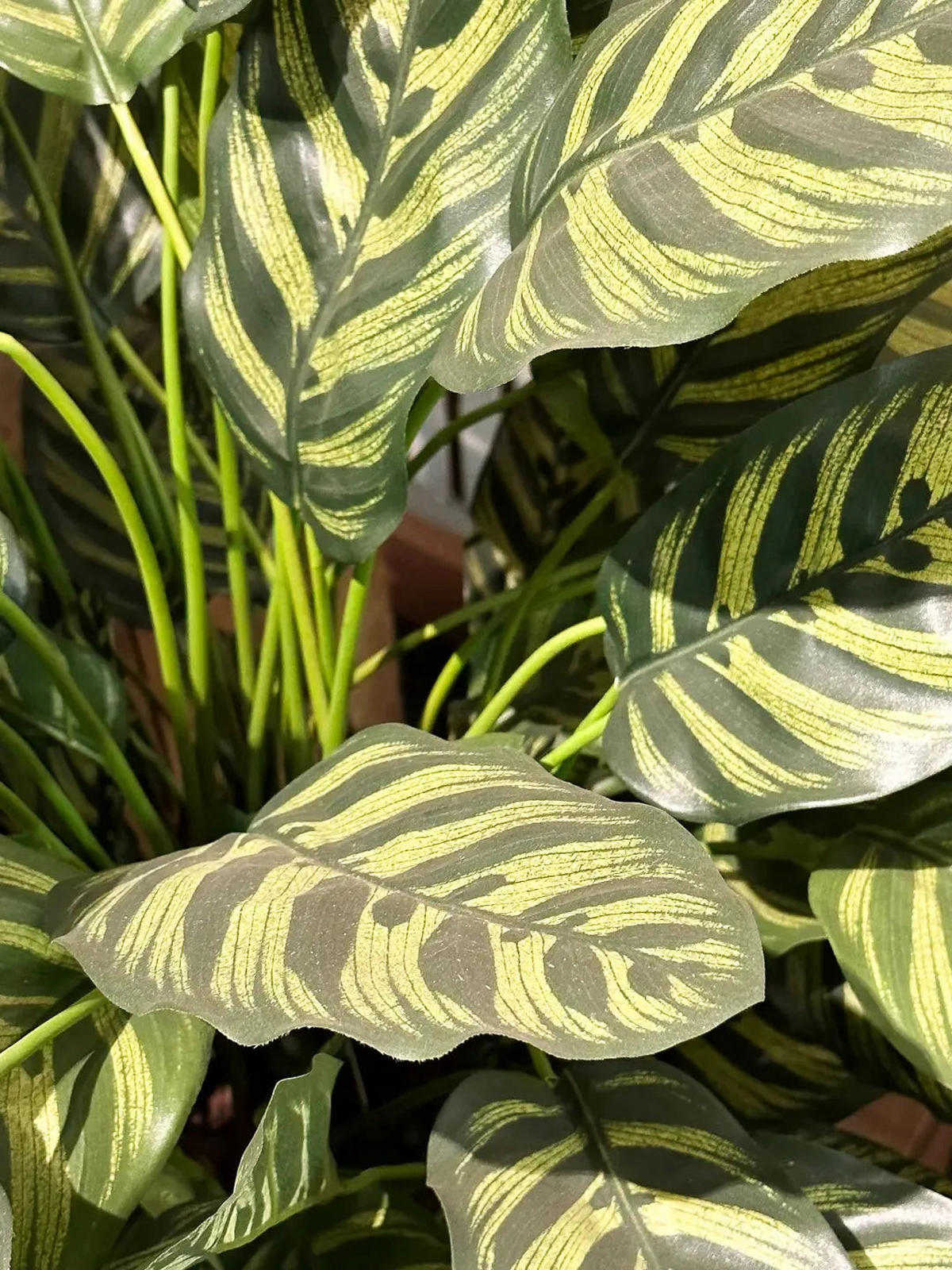 KÜNSTLICHE Calathea - Emil 80 cm - Grün, Kunststoff (80cm) - aplanta