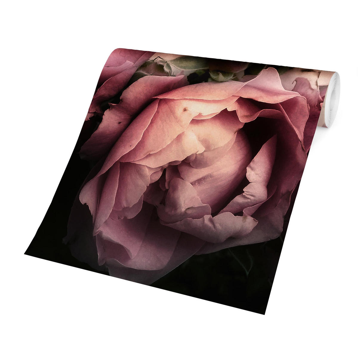 FOTOTAPETE Pfingstrosen vor Schwarz Shabby 288/288 cm - Rosa, Papier (288/288cm) - Bilderwelten