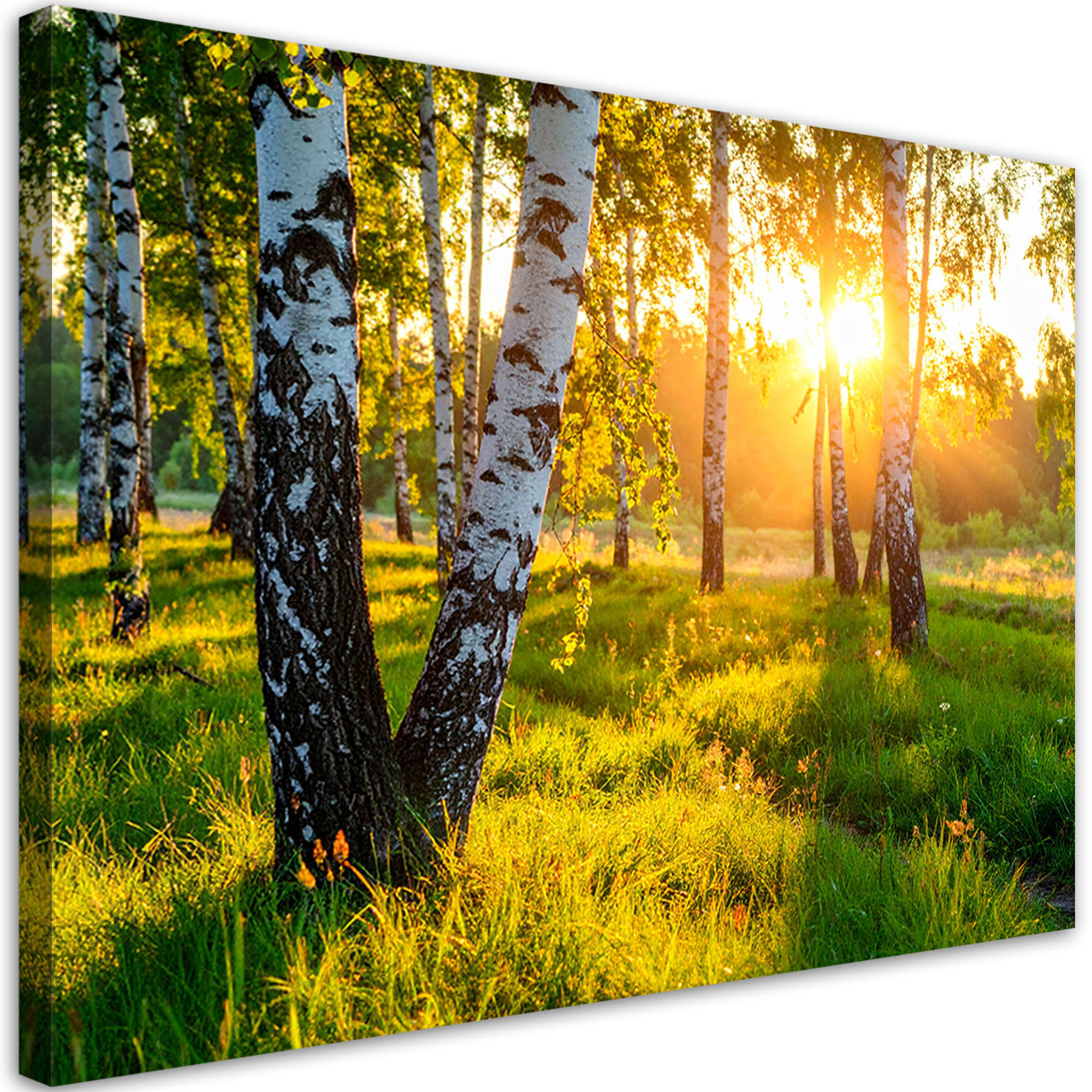LEINWANDBILD Birkenwald Natur Landschaft 120x80cm - Grün, Textil (120/80cm) - Feeby
