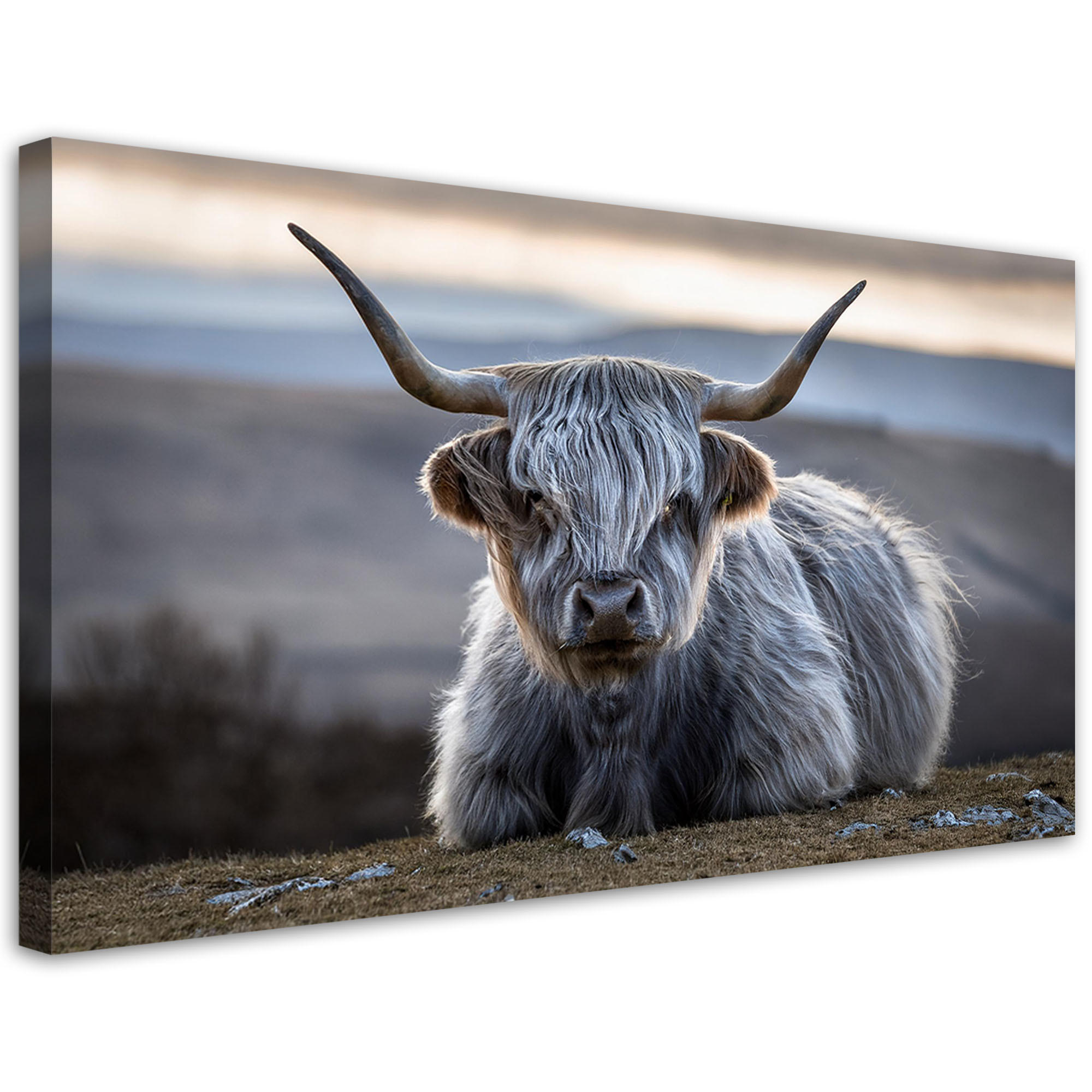 LEINWANDBILD Liegende schottische Kuh 100x50cm - Grau, Textil (100/50cm) - Feeby