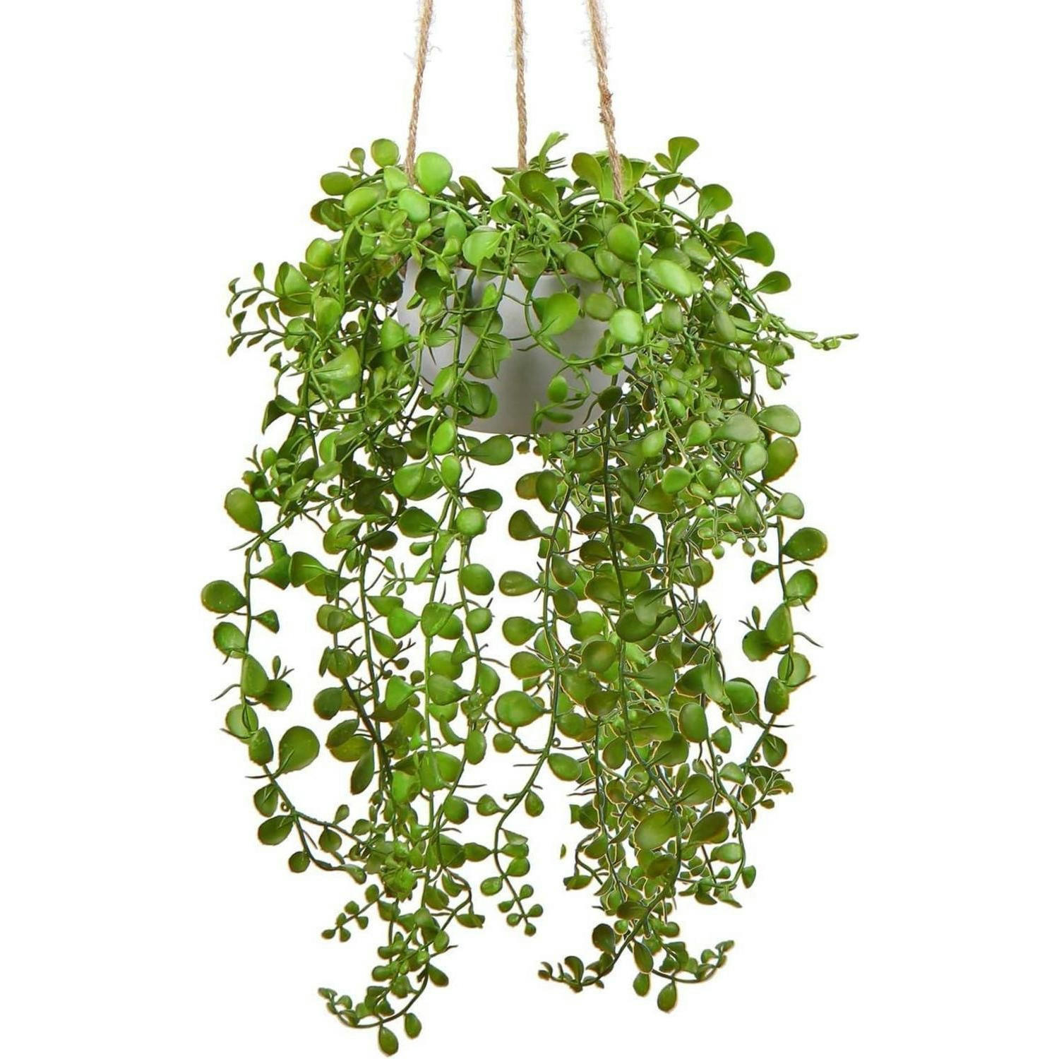 HÄNGEPFLANZE Ficus Pumila 35.5 cm in Hängeampel - Grün, Kunststoff (35cm)