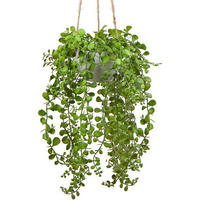 HÄNGEPFLANZE Ficus Pumila 35.5 cm in Hängeampel - Grün, Kunststoff (35cm)