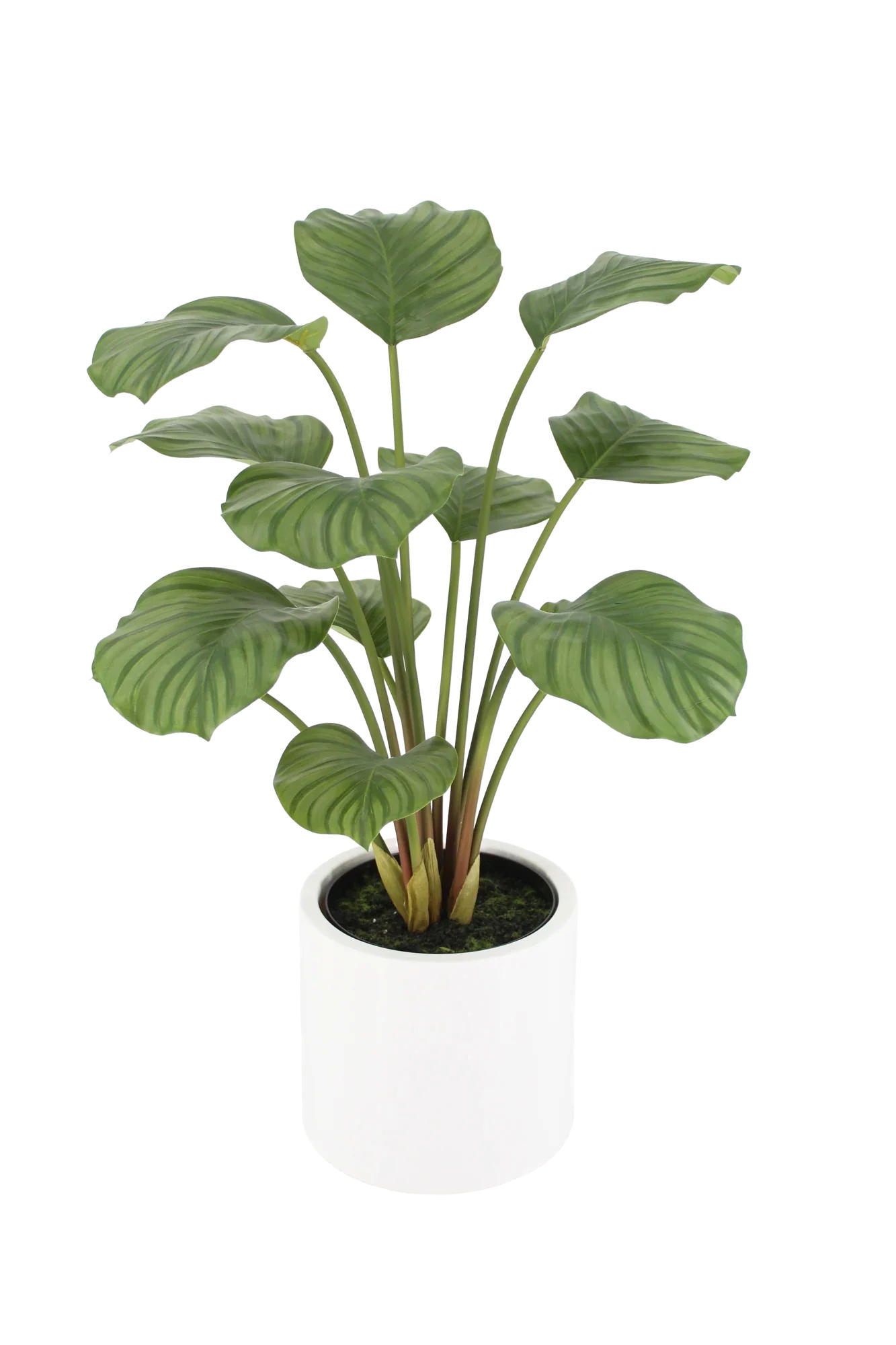 KUNSTPFLANZE Künstliche Calathea - Juana 68 cm - Grün, Kunststoff (68cm) - aplanta