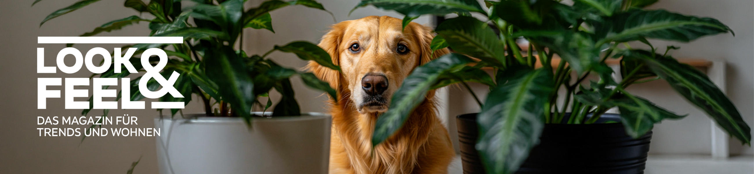 LOOK & FEEL - DAS MAGAZIN FÜR TRENDS UND WOHNEN