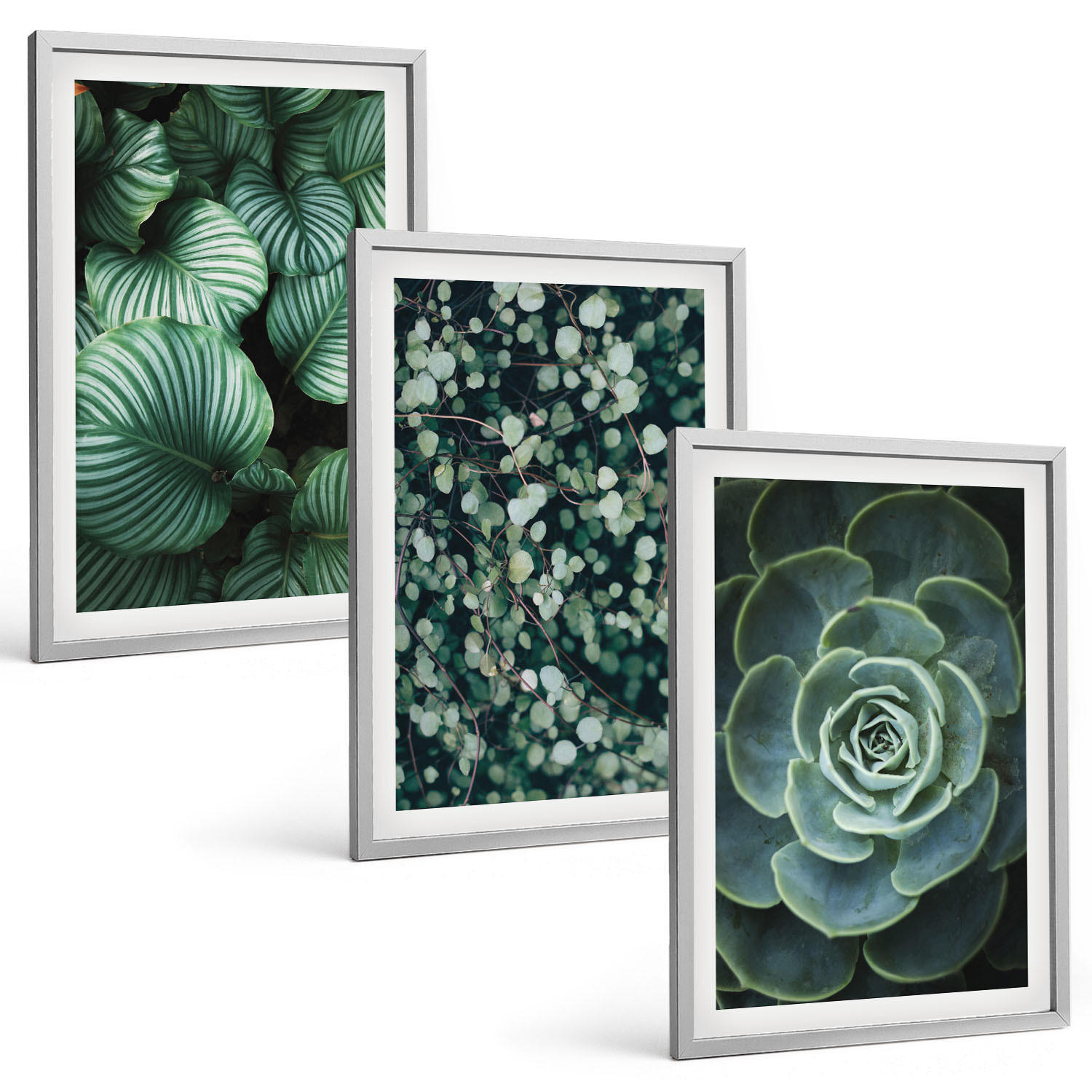 BILDER SET 3er Set - 40x60 cm Silberner Rahmen - Sukkulenten im Stil grüner Blätter - Silberfarben, Kunststoff (40/60cm) - TULUP