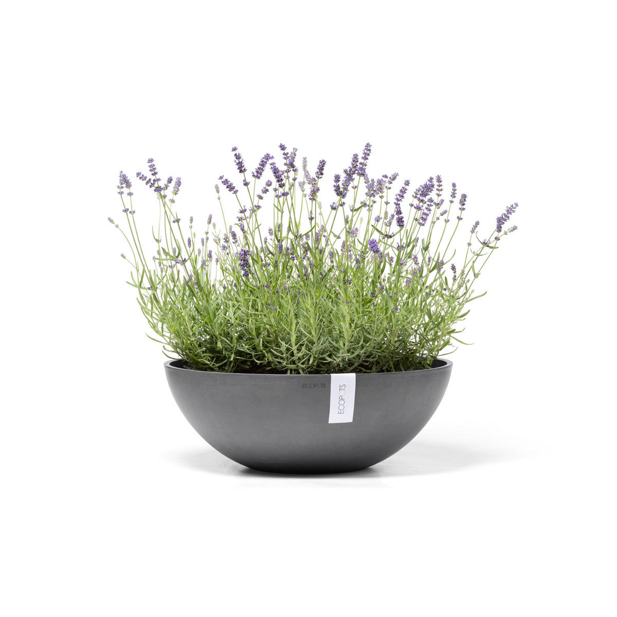 BLUMENTOPF Vienna 50,4/18,5 cm Grau - Grau, Kunststoff (50.4/18.5cm) - Ecopots