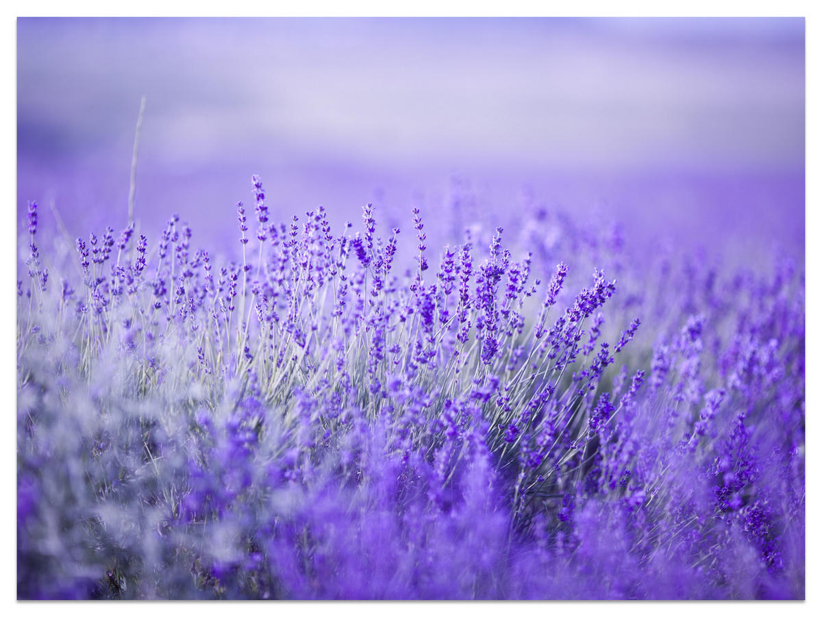 FOTOTAPETE für Küche Lavendelwiese Blüten Fliederfeld 500x350 - Violett/Lila, Papier (500/350cm) - Muralo