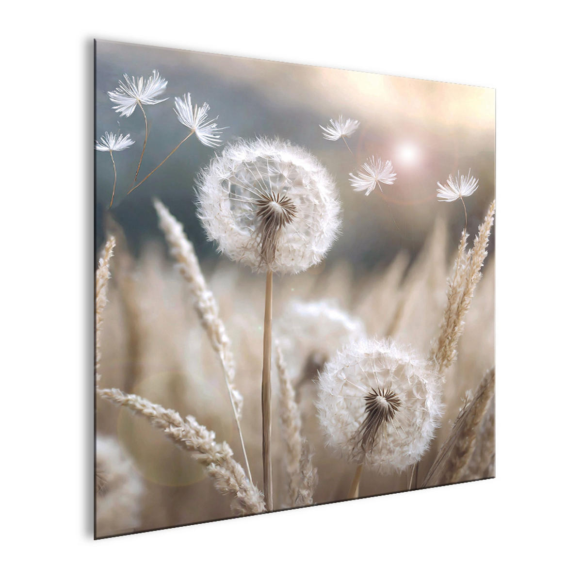 GLASBILD 30×30 cm Pusteblumen beige - Beige, Glas (30/30cm) - artissimo