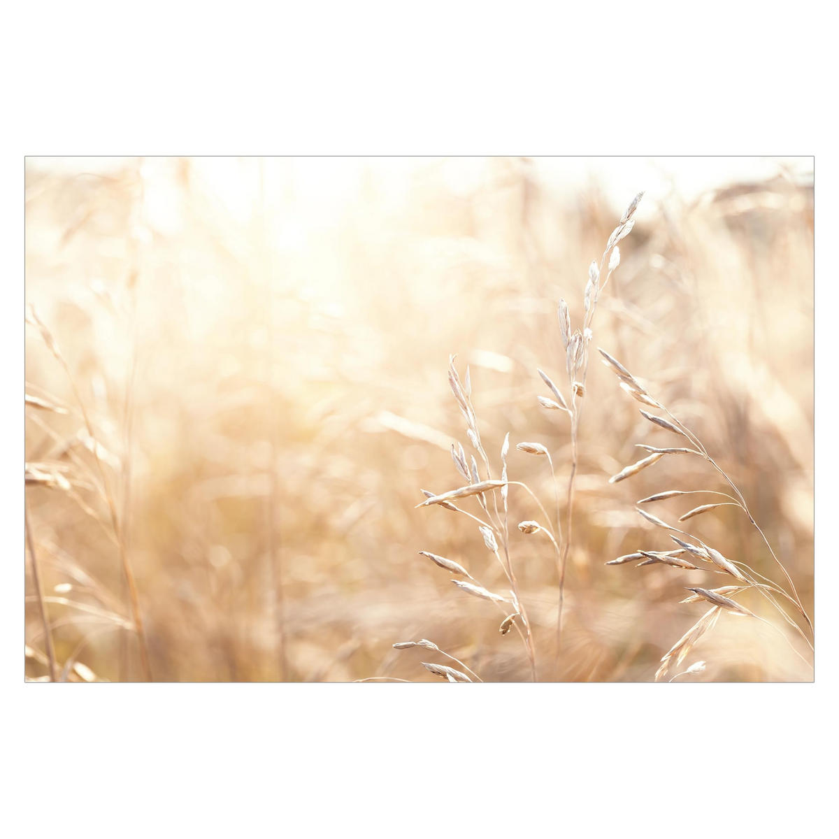 FOTOTAPETE Gräser im Sonnenschein 336/225 cm - Eichefarben, Papier (336/225cm) - Bilderwelten