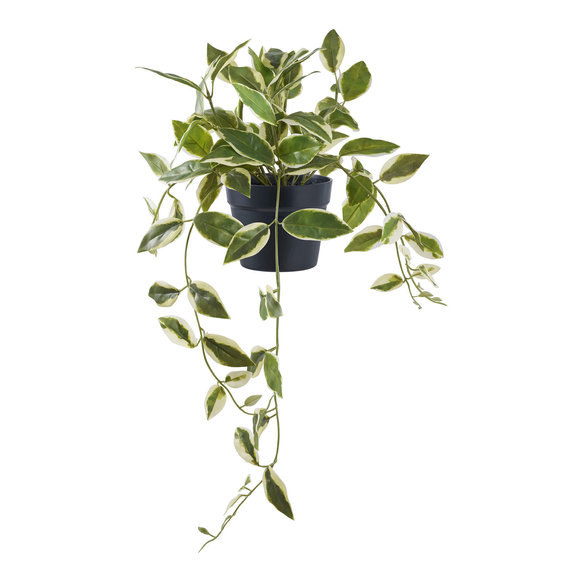 HOYA Carnosa PE-Kunststoff Grün - Grün, Kunststoff (33cm) - tinkaro