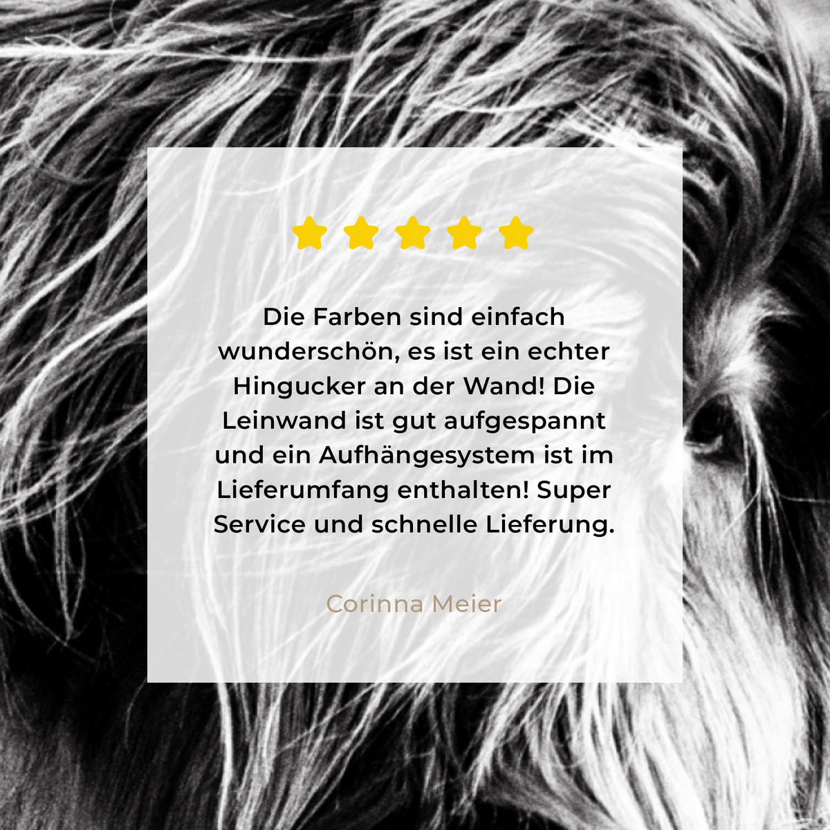 LEINWANDBILD Kuh - Schottischer Hochländer - Schwarz - Weiß - Tier - Natur - Wildtiere Wandbilder 80x60 cm - Schwarz, Textil (80/60cm) - MuchoWow