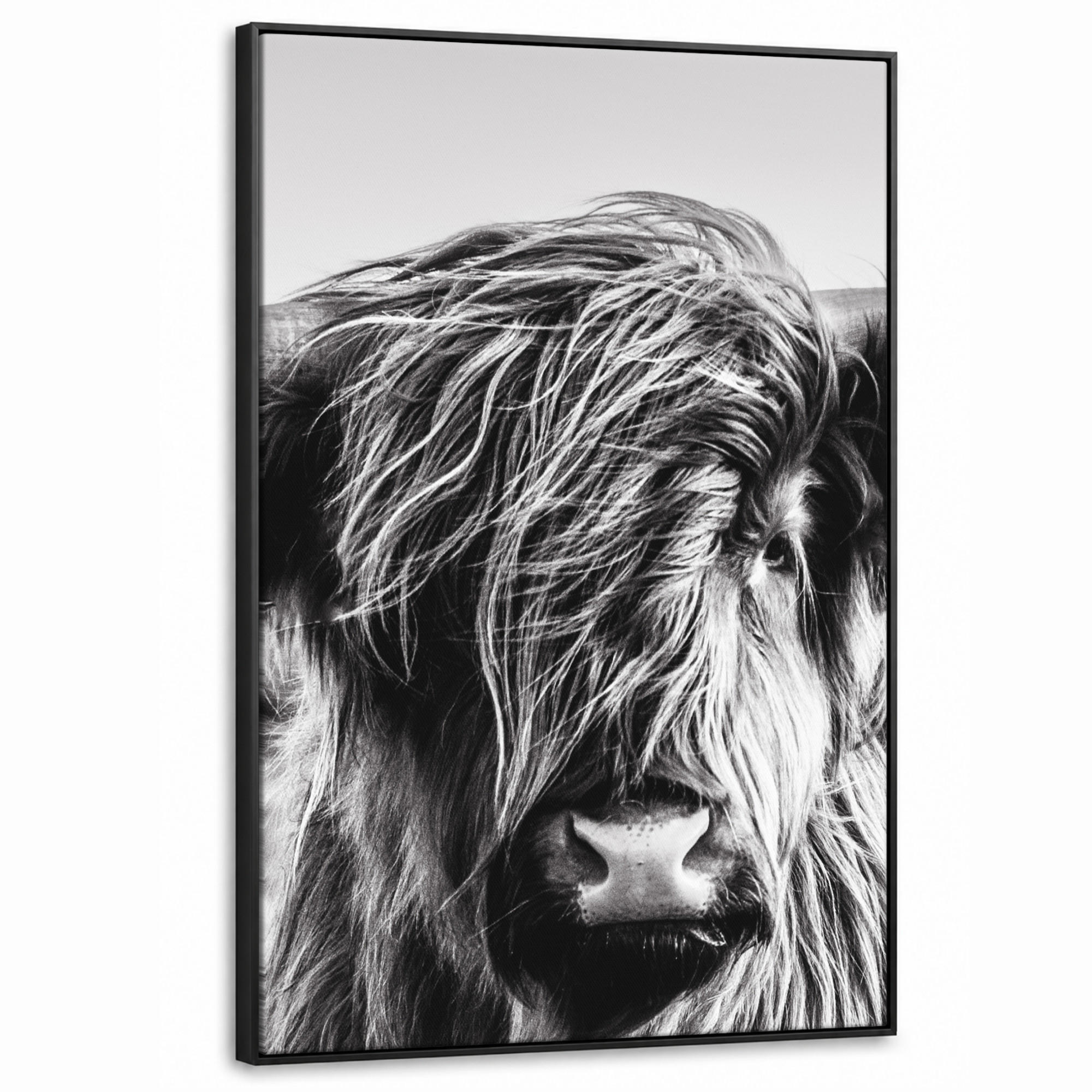LEINWAND Bilder mit Rahmen - Kuh - Schottischer Hochländer - Schwarz - Weiß - Tier - Natur - Wildtiere - 90x140 - Schwarz, Textil (90/140cm) - MuchoWow