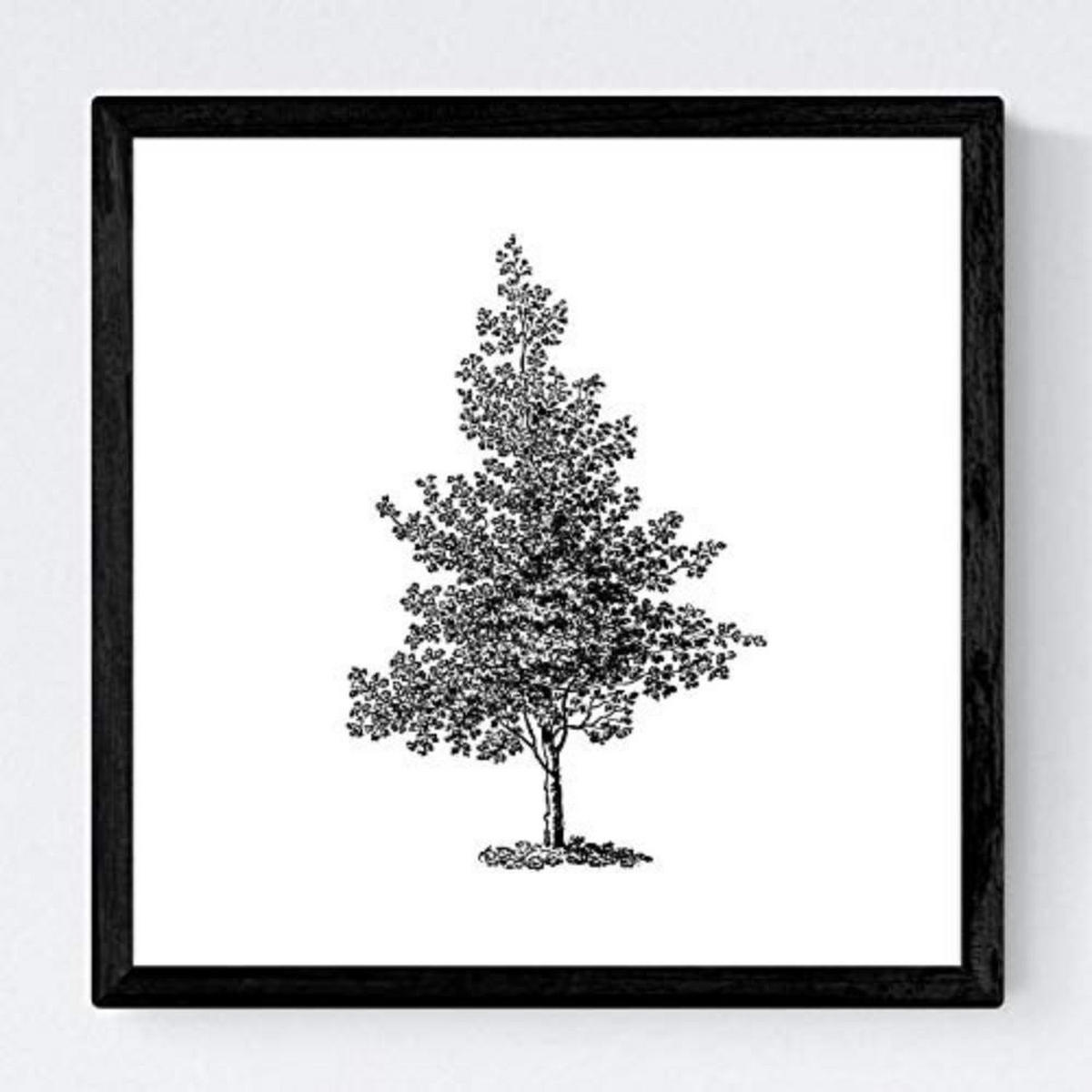 POSTER Set mit 4 Blättern der Bäume struktur 20x20cm Rahmenlos - Klar, Papier (20/3cm) - Nacnic