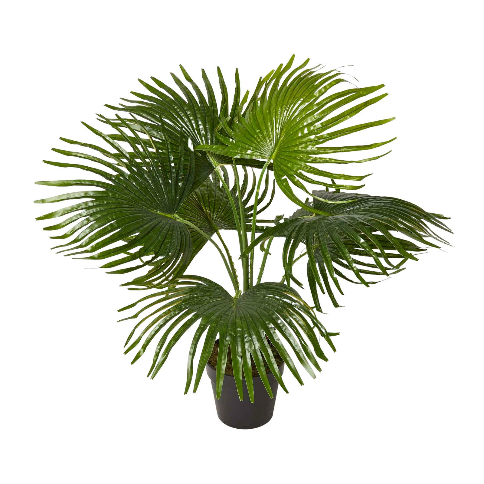 KUNSTPFLANZE Fächerpalme, 80 cm - Grün, Kunststoff (80cm) - Homescapes