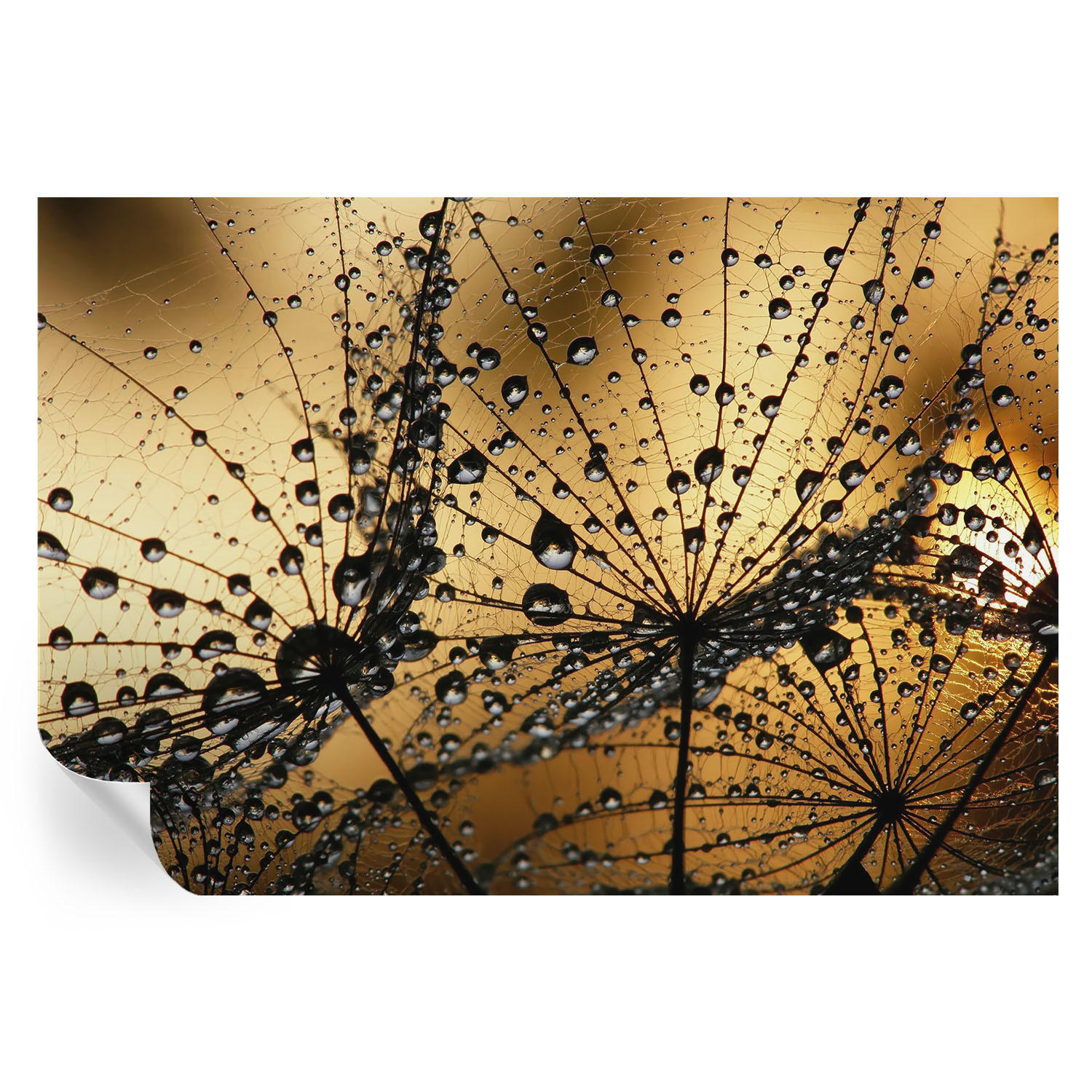 FOTOTAPETE 152x104 cm - Zarte Tropfen - Weiß, Textil (152/104cm) - Wallfluent