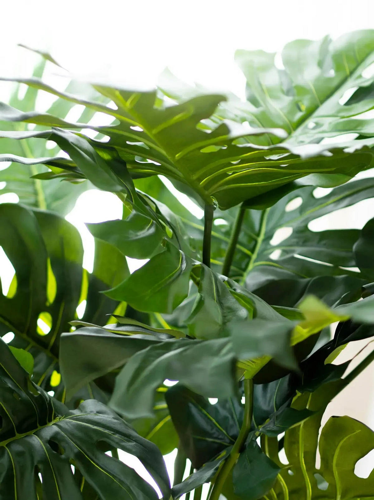KUNSTPFLANZE Künstliche Monstera - Thilo 98 cm - Grün, Kunststoff (98cm) - aplanta