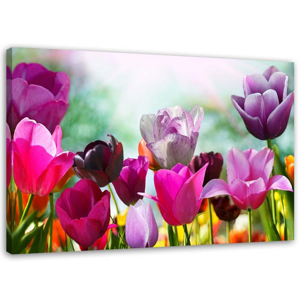 LEINWANDBILD Bunte Tulpen auf einer Wiese - Rosa, Textil (60/40cm) - Feeby