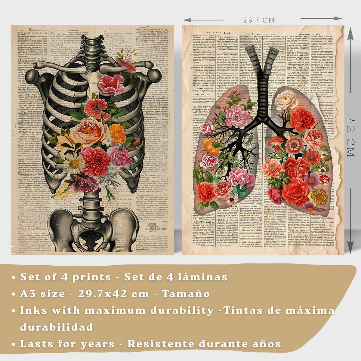 POSTER Set aus 4 Vintage Anatomie und Wandbilder mit Rippen Wirbelsäule Lungen Luftröhre Bronchien Gehirn und Schädel Größe Weißer Rahmen A3 - Weiß, Papier (29.7/42/3cm) - Nacnic