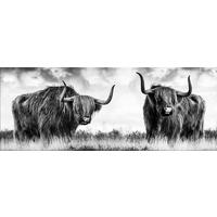 GLASBILD 80x30 cm Highland Rinder schwarz weiß - Anthrazit, Glas (80/30cm) - artissimo