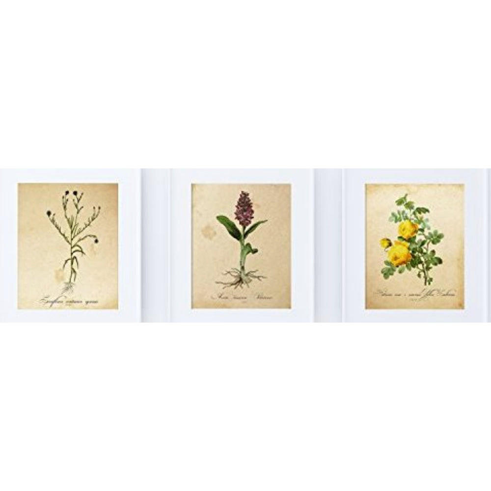 POSTER Set Mit 3 Botanik Natur A4 Rahmenlos - Klar, Papier (29.7/5/21cm) - Nacnic