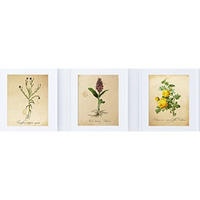POSTER Set Mit 3 Botanik Natur A4 Rahmenlos - Klar, Papier (29.7/5/21cm) - Nacnic