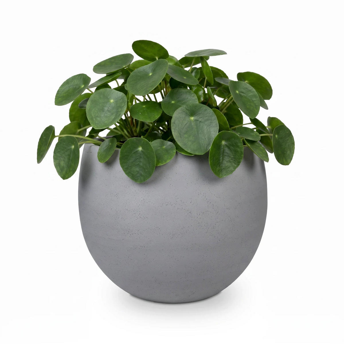 PFLANZTOPF Sandro grau | 28X23 - Grau, Kunststoff (23cm) - aplanta