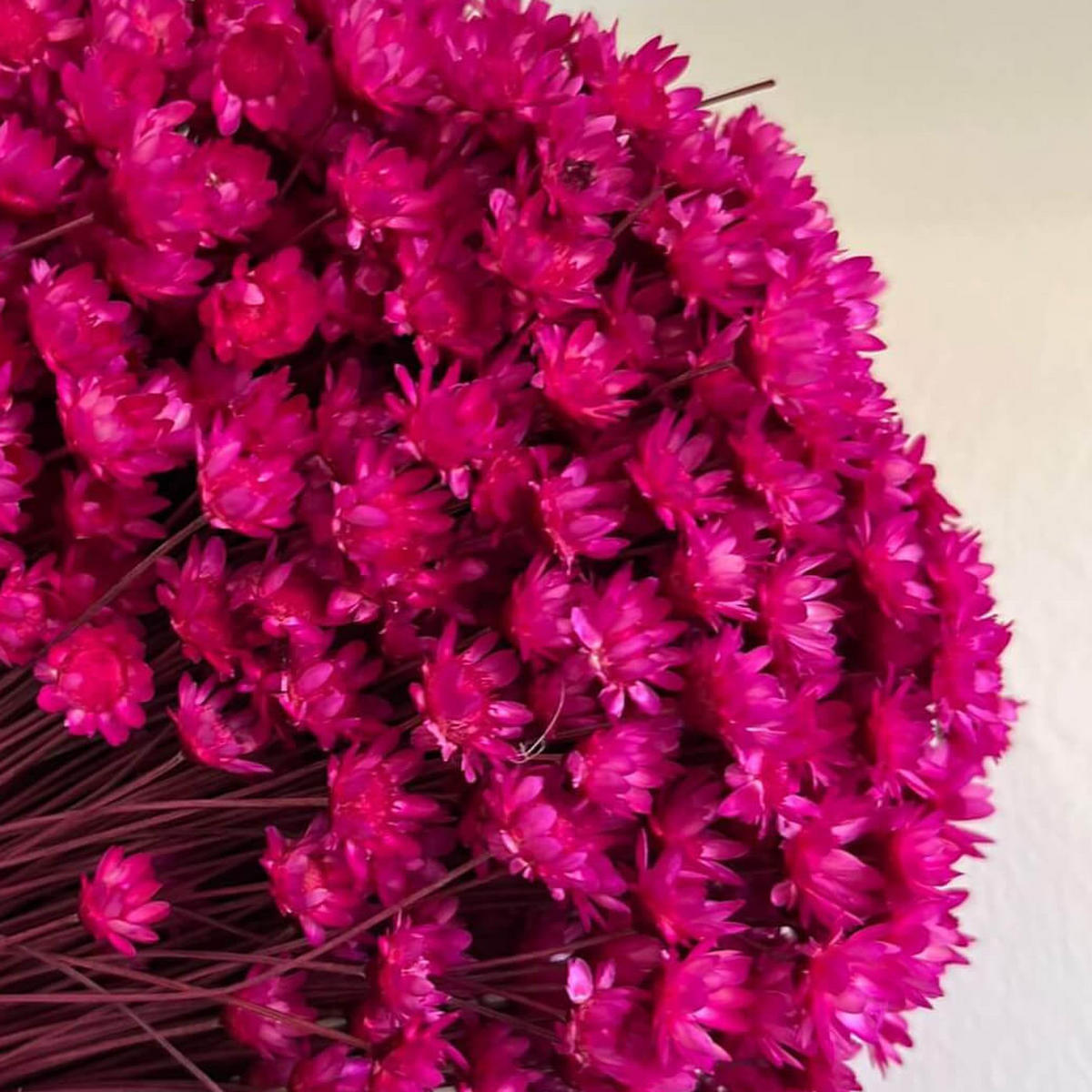 TROCKENBLUMEN Glixia Bund in Magenta - Pink, Naturmaterialien (45cm) - Lykke & You