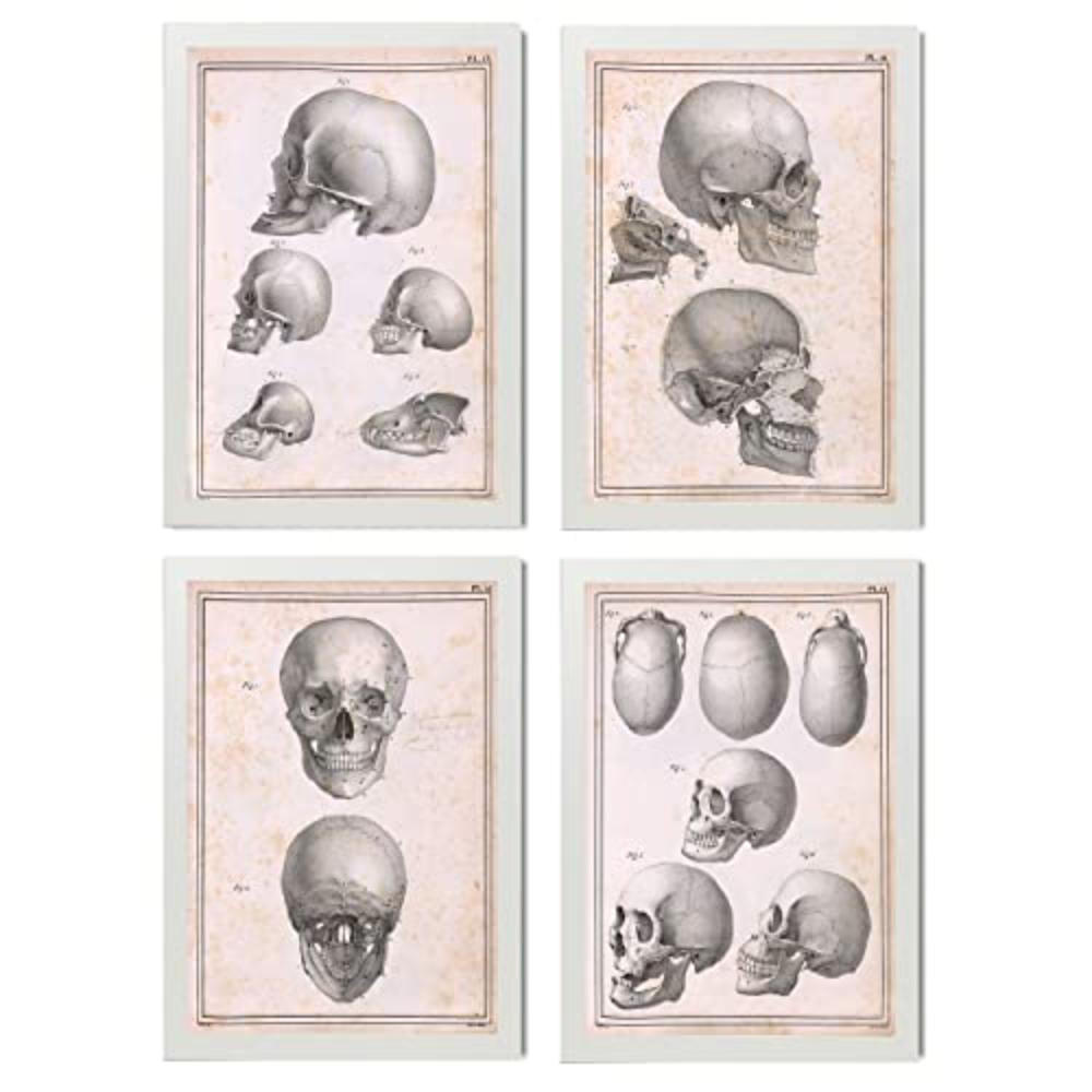 POSTER Set mit 4 Anatomie von Köpfen und Totenköpfen A3 Weißer Rahmen - Weiß, Papier (29.7/3cm) - Nacnic