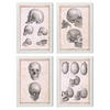 POSTER Set mit 4 Anatomie von Köpfen und Totenköpfen A3 Weißer Rahmen - Weiß, Papier (29.7/3cm) - Nacnic