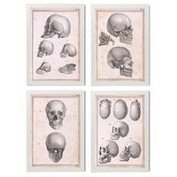 POSTER Set mit 4 Anatomie von Köpfen und Totenköpfen A3 Weißer Rahmen - Weiß, Papier (29.7/3cm) - Nacnic