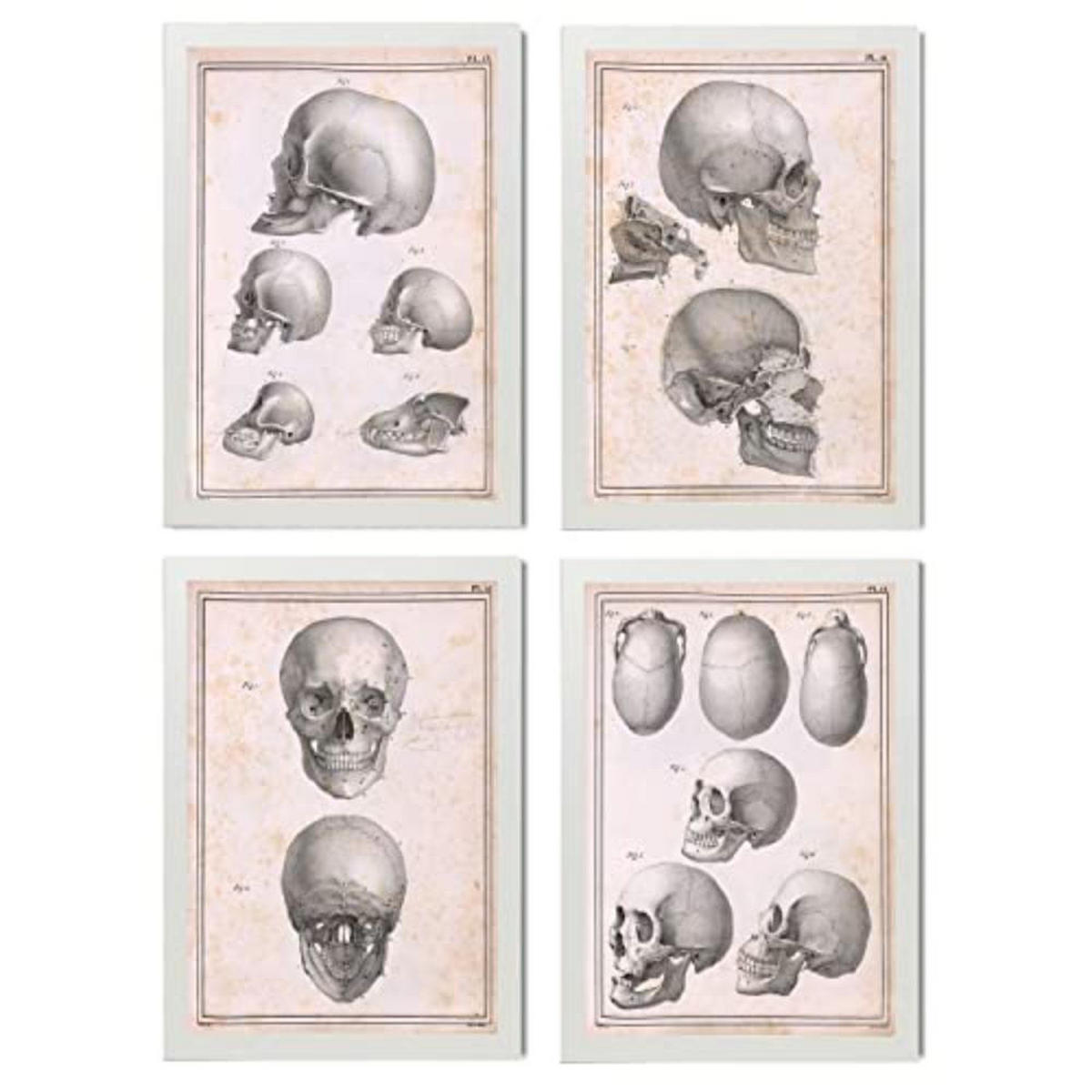 POSTER Set mit 4 Anatomie von Köpfen und Totenköpfen A3 Weißer Rahmen - Weiß, Papier (29.7/3cm) - Nacnic
