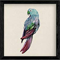 POSTER Square Vogelzeichnungen Blaue Lorit 20X20cm Schwarzer Rahmen - Schwarz, Papier (20/5/20cm) - Nacnic