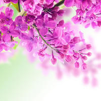 FOTOTAPETE Flieder 418.5 x 279 cm - Pink, Papier (418.5/279cm) - ESTAhome
