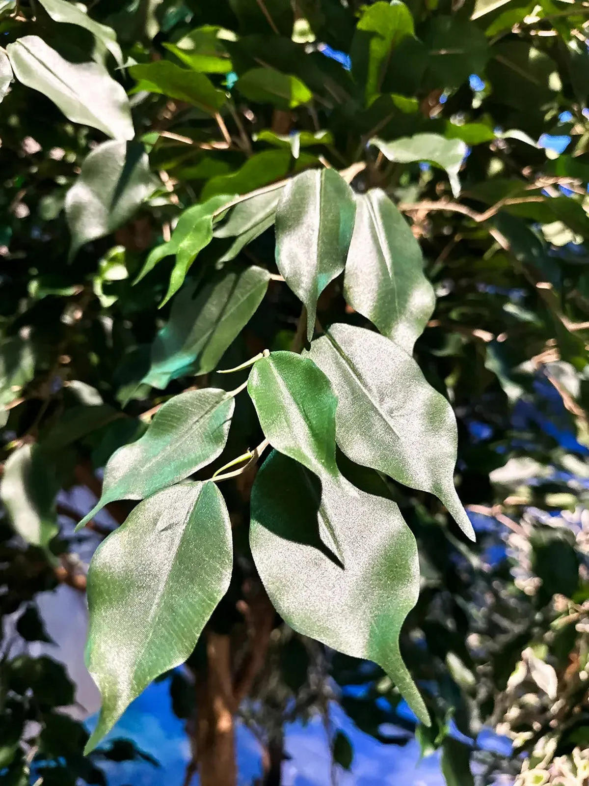 FICUS Künstlicher Ficus - Joel 240 cm - Grün, Kunststoff (240cm) - aplanta