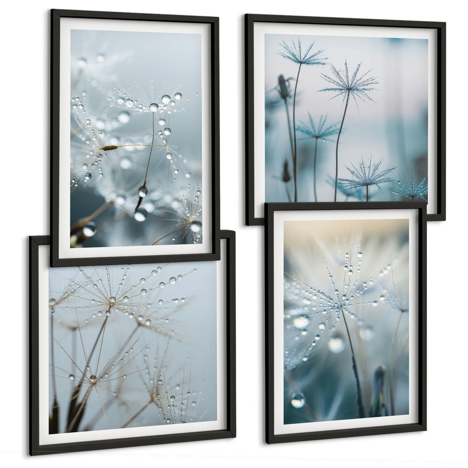 BILDER SET 4er Set - 50x50 cm & 40x60 cm Schwarzer Rahmen - Tautropfen auf Löwenzahn - Schwarz, Kunststoff (50/50cm) - TULUP