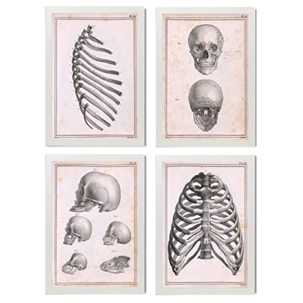 POSTER Set mit 4 Anatomie von Knochen, Rippen und Kopf A4 Weißer Rahmen - Weiß, Papier (29.7/3cm) - Nacnic