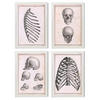 POSTER Set mit 4 Anatomie von Knochen, Rippen und Kopf A4 Weißer Rahmen - Weiß, Papier (29.7/3cm) - Nacnic