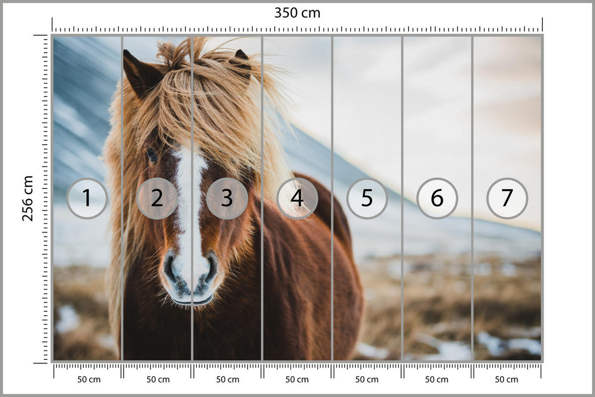 FOTOTAPETE für Schlafzimmer Isländisches Wildpferd Portrait Wiese 350x256 - Beige/Braun, Papier (350/256cm) - Muralo