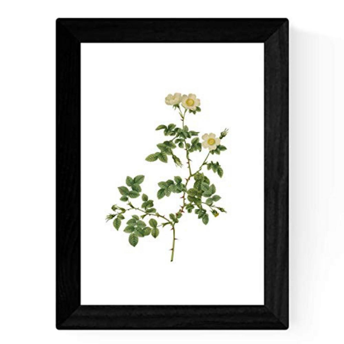 POSTER Set mit 4 Botanischen Stils Sensitive A3 Rahmenlos - Klar, Papier (29.7/3cm) - Nacnic