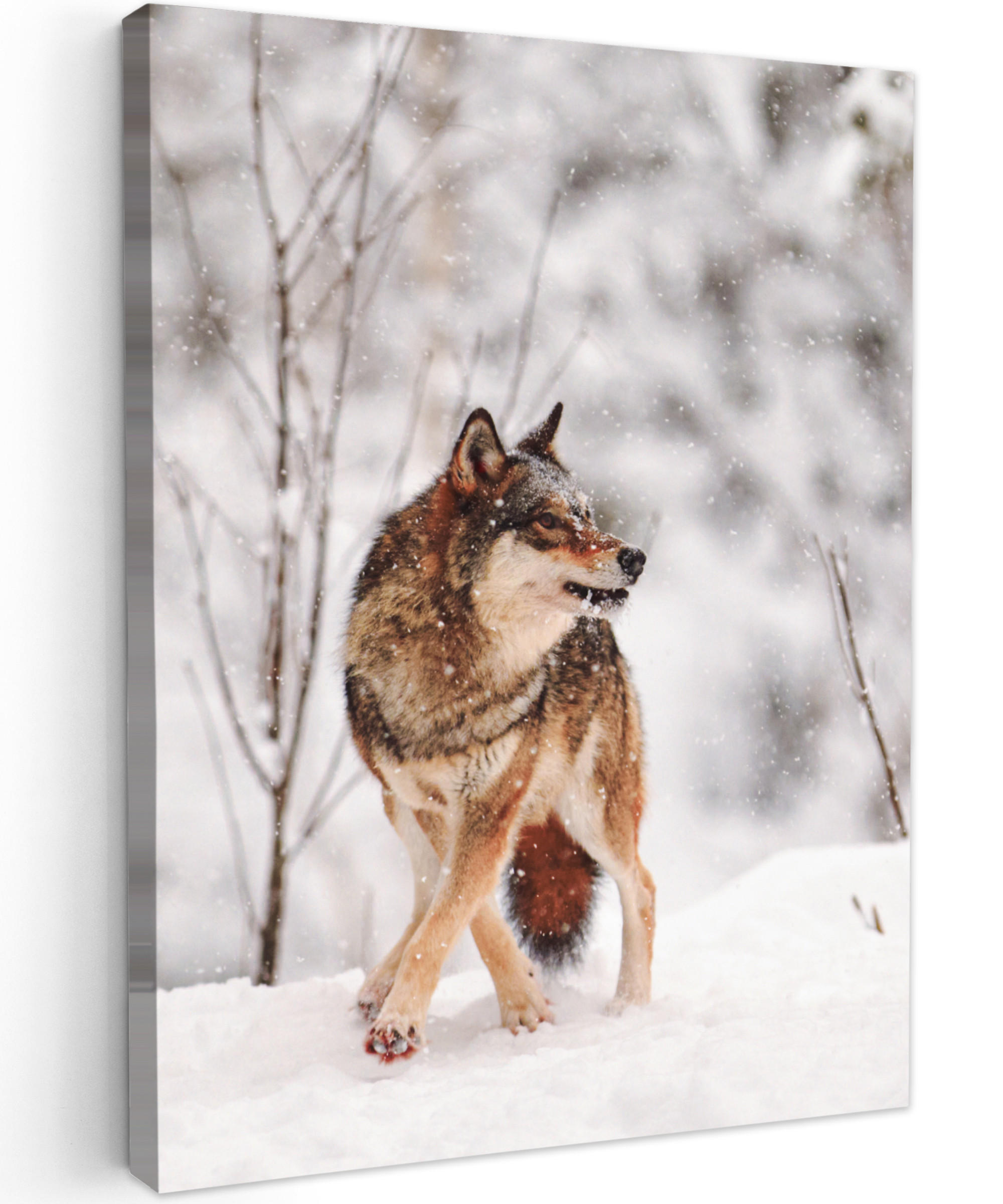 LEINWANDBILD Wolf - Winter - Schnee - Natur - Tiere 60x80 cm - Haselnussfarben, Textil (60/80cm) - MuchoWow