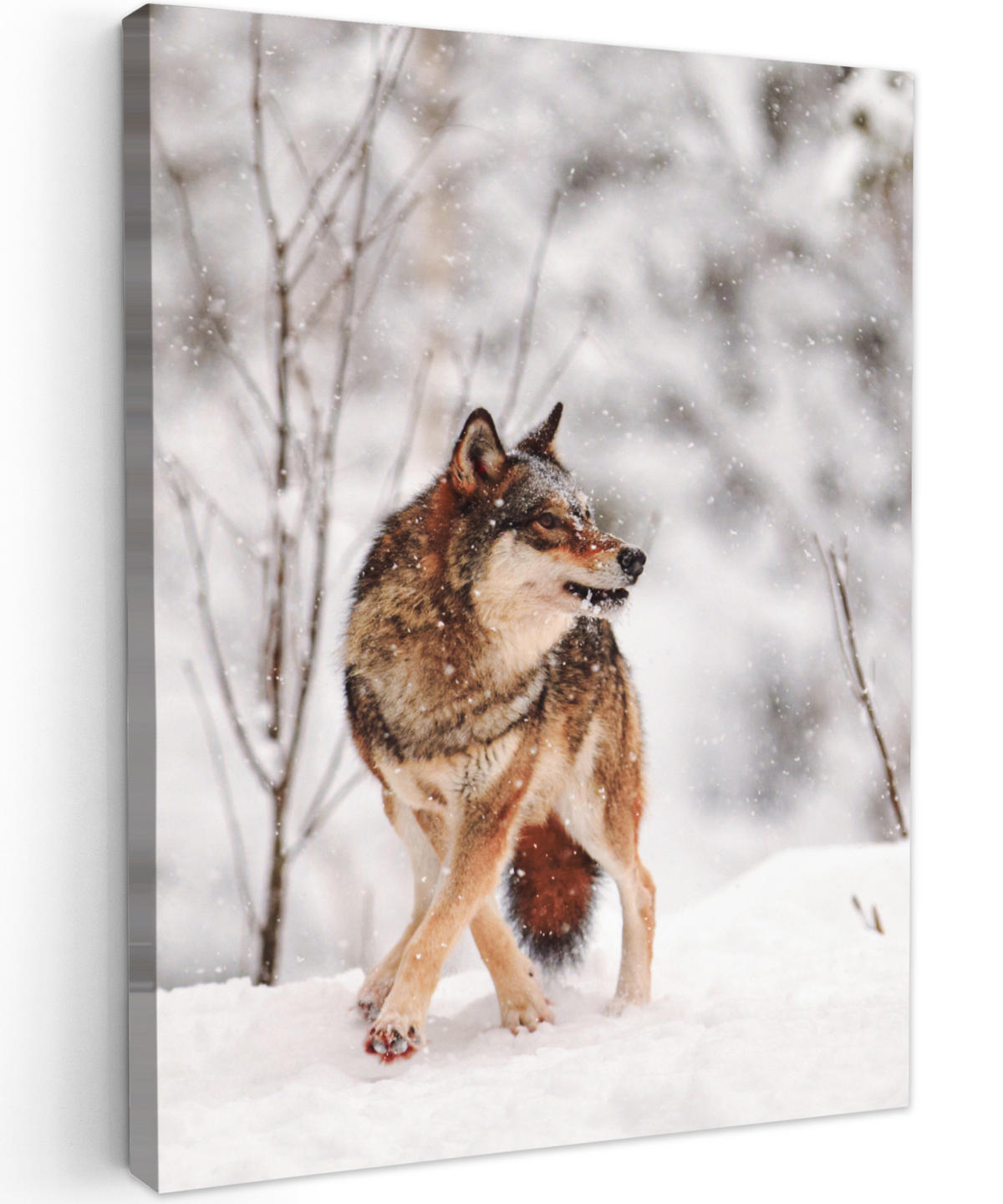 LEINWANDBILD Wolf - Winter - Schnee - Natur - Tiere 60x80 cm - Haselnussfarben, Textil (60/80cm) - MuchoWow