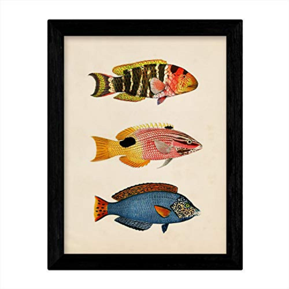POSTER Fish – Vintage A3 Rahmenlos - Klar, Papier (29.7/5/42cm) - Nacnic