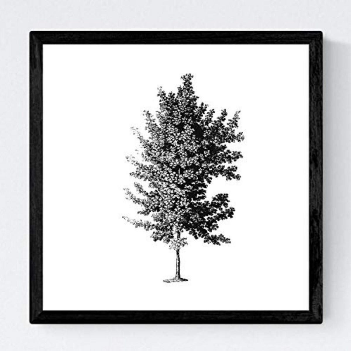 POSTER Set mit 4 Blättern der Bäume struktur 20x20cm Rahmenlos - Klar, Papier (20/3cm) - Nacnic