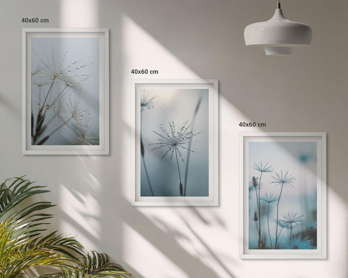 BILDER SET 3er Set - 40x60 cm Weißer Rahmen - Löwenzahn mit Wassertropfen - Weiß, Kunststoff (40/60cm) - TULUP