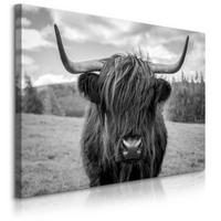 LEINWANDBILD Schwarzweiß Schottische Kuh Tier Landschaft 3D 120/80 cm - Schwarz/Weiß, Textil (120/80cm) - Muralo