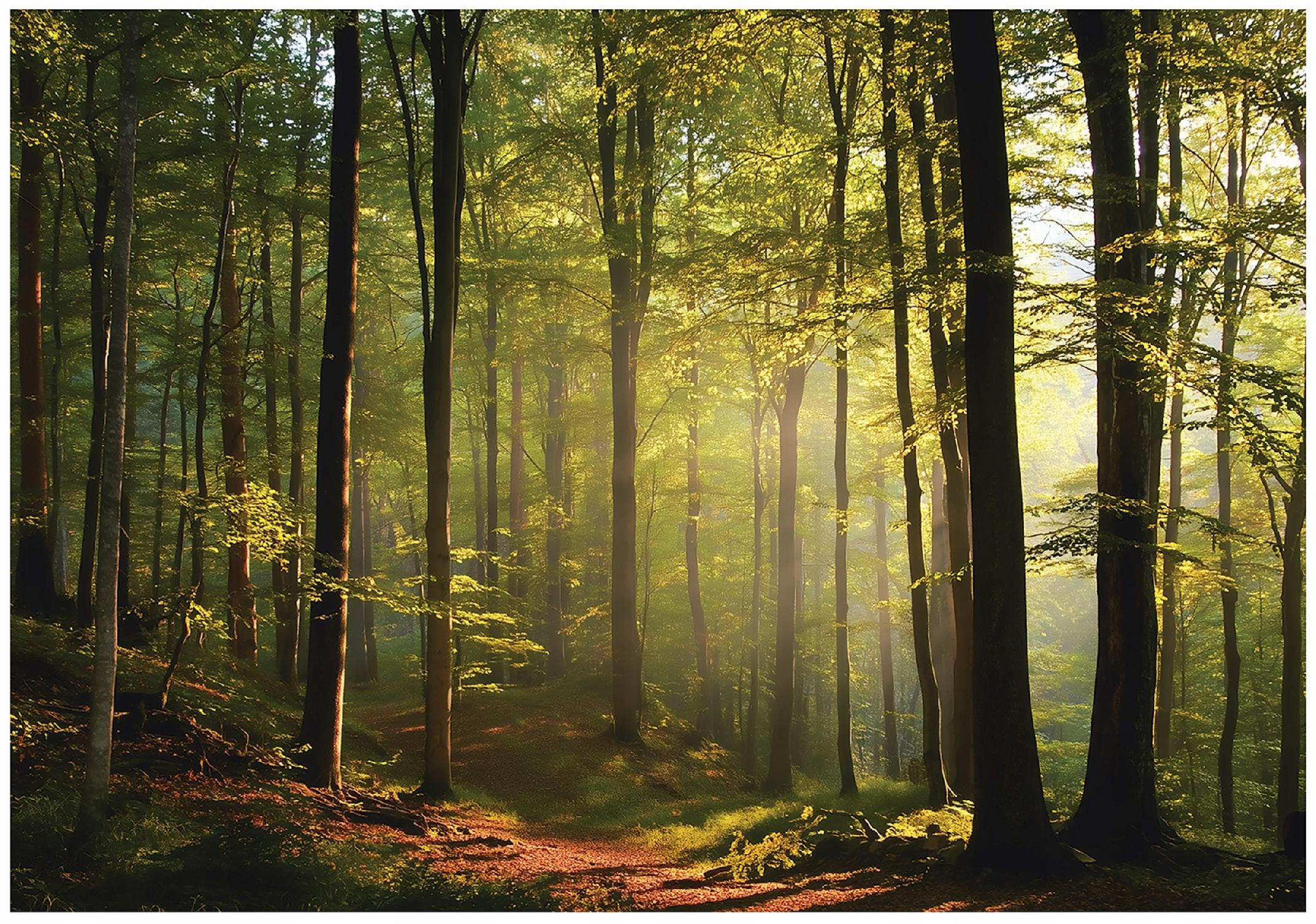 FOTOTAPETE Wald Bäume Grün 350x250 cm - Multicolor, Papier (350/250cm) - Wallarena