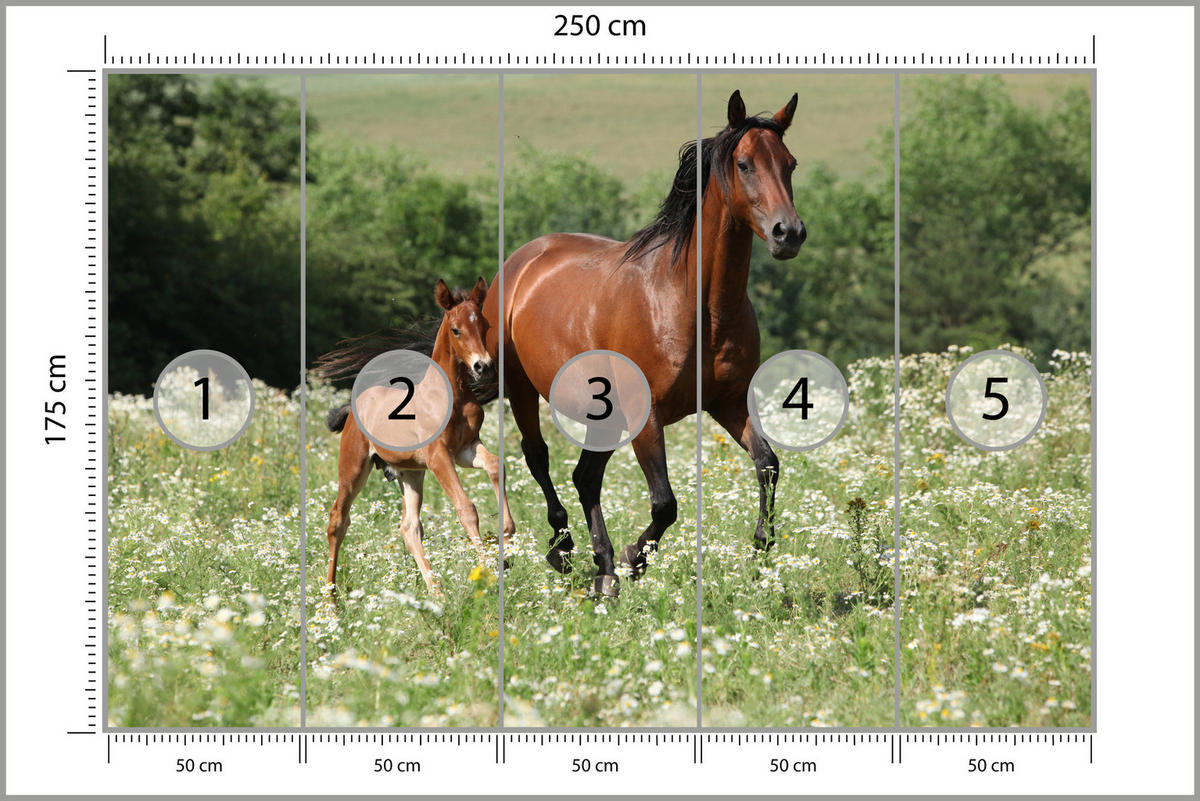 FOTOTAPETE Pferde Lichtung Pflanzen Natur 250x175 - Beige/Schwarz, Papier (250/175cm) - Muralo