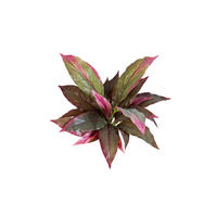 KÜNSTLICHE Cordyline - Marc 30 cm - Rot, Kunststoff (30cm) - aplanta