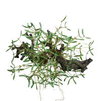 KUNSTPFLANZE Künstlicher Mistelzweig - Will 58 cm - Grün, Kunststoff (58cm) - aplanta