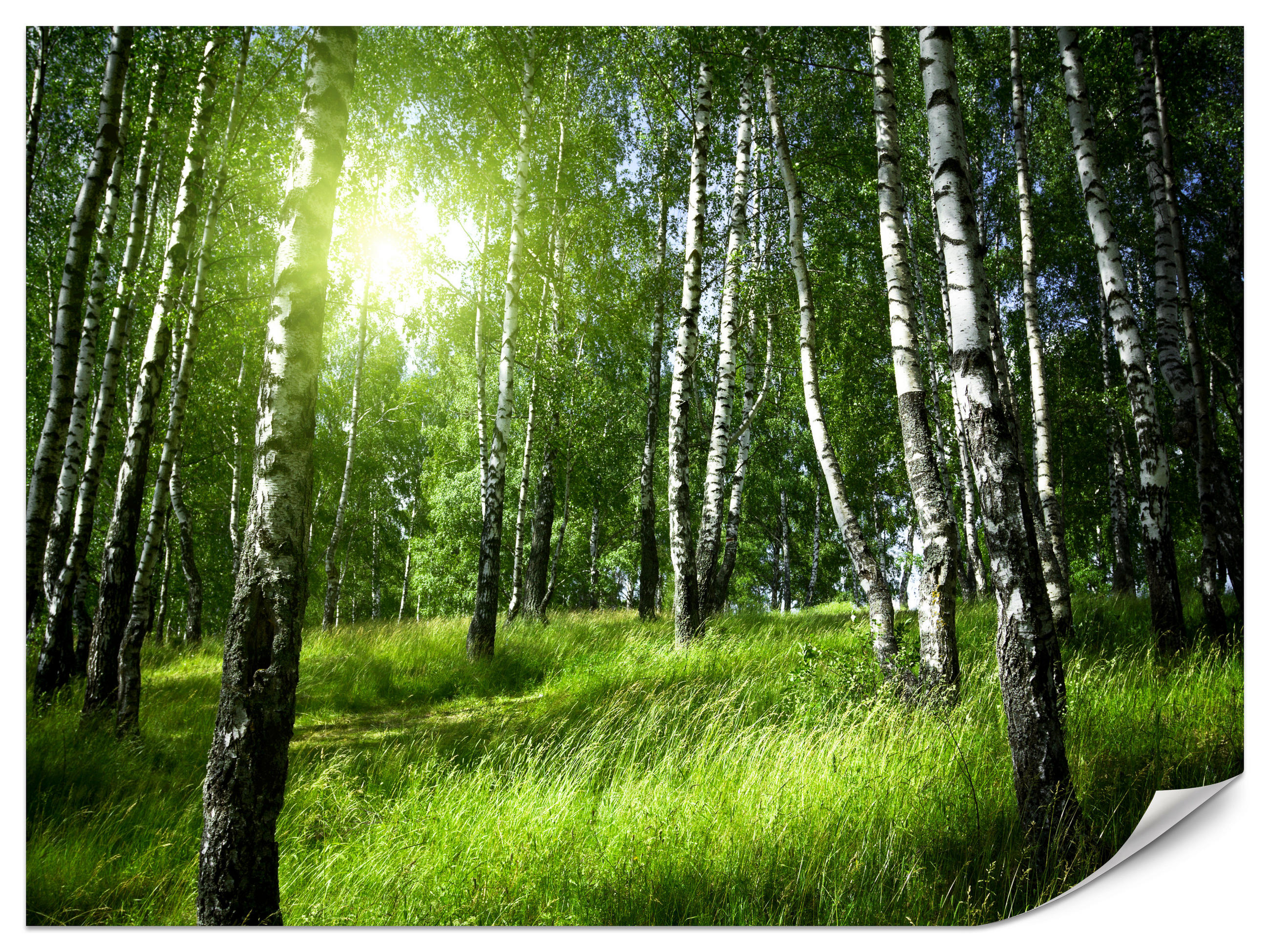 FOTOTAPETE für Wohnzimmer Grüner Birkenwald Gras Sonne Natur 200x140 - Schwarz/Weiß, Papier (200/140cm) - Muralo